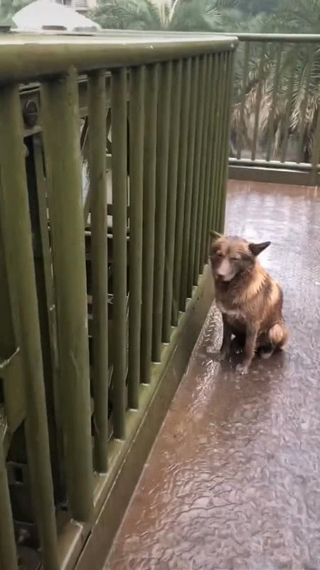 小狗站在雨中淋雨模样让人心疼得知原因后男子感叹狗太忠诚