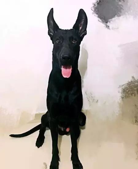 一个非常有争议性的犬种——墨界黑狼犬