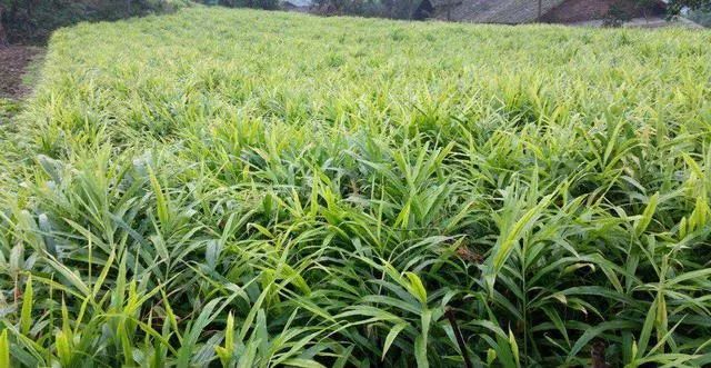 在缺锌,硼的姜田里做基肥时,一般每亩施用1-2公斤硫酸锌,0.