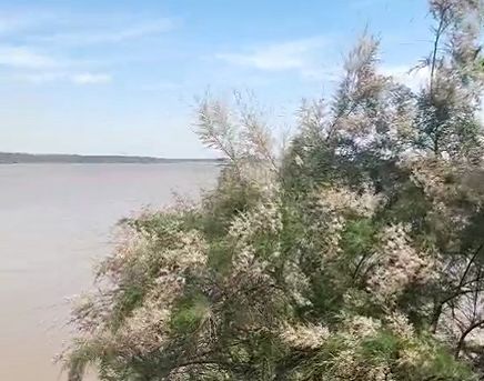 封丘美文桑树柳作者李影塘