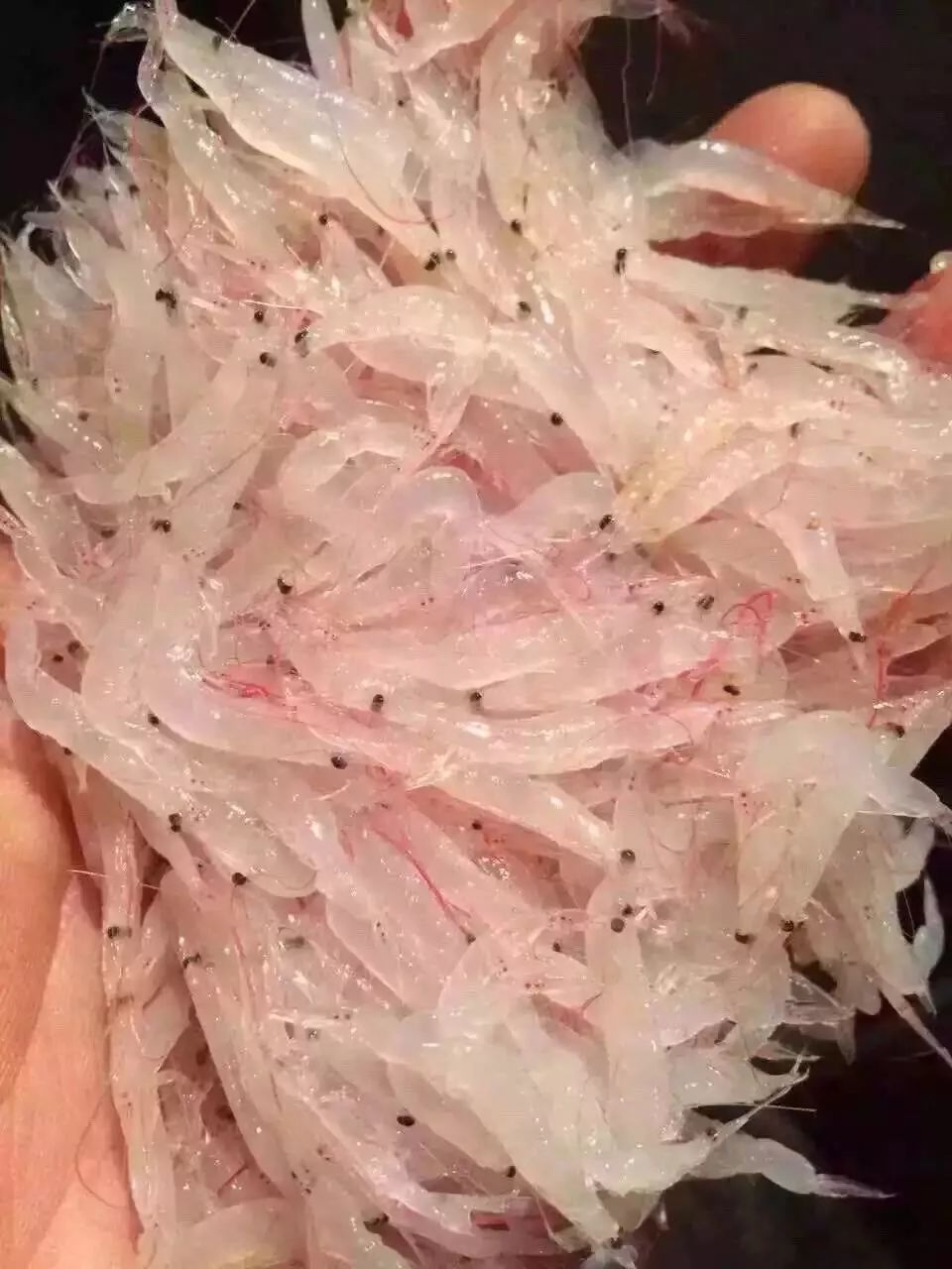 "宝宝馋了"虾皮精选东海海域的纯野生毛虾品种,毛虾产量大,群体集中