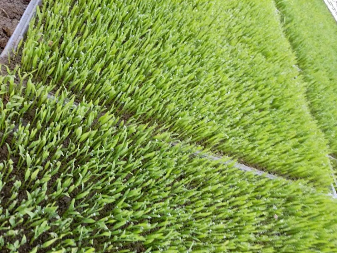 秧苗草,秧苗的秧_大山谷图库