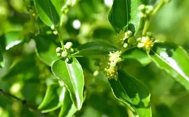 相较于其它果树枣树开花晚且开花所需温度较高,日均气温达到18℃以上