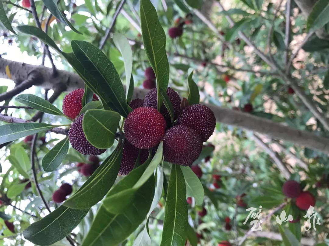 送杨梅璧山这里的杨梅熟啦戳开领福利