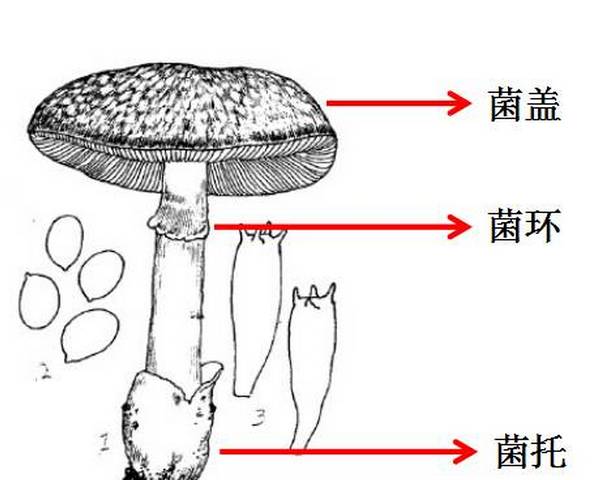 真菌结构图示意图图片