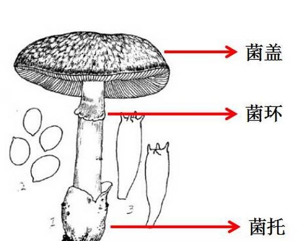 真菌的结构示意图图片