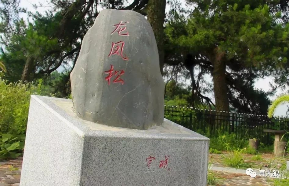 泾县这个国家级传统古村落 有棵500年的大树 你见过它吗?_承流峰