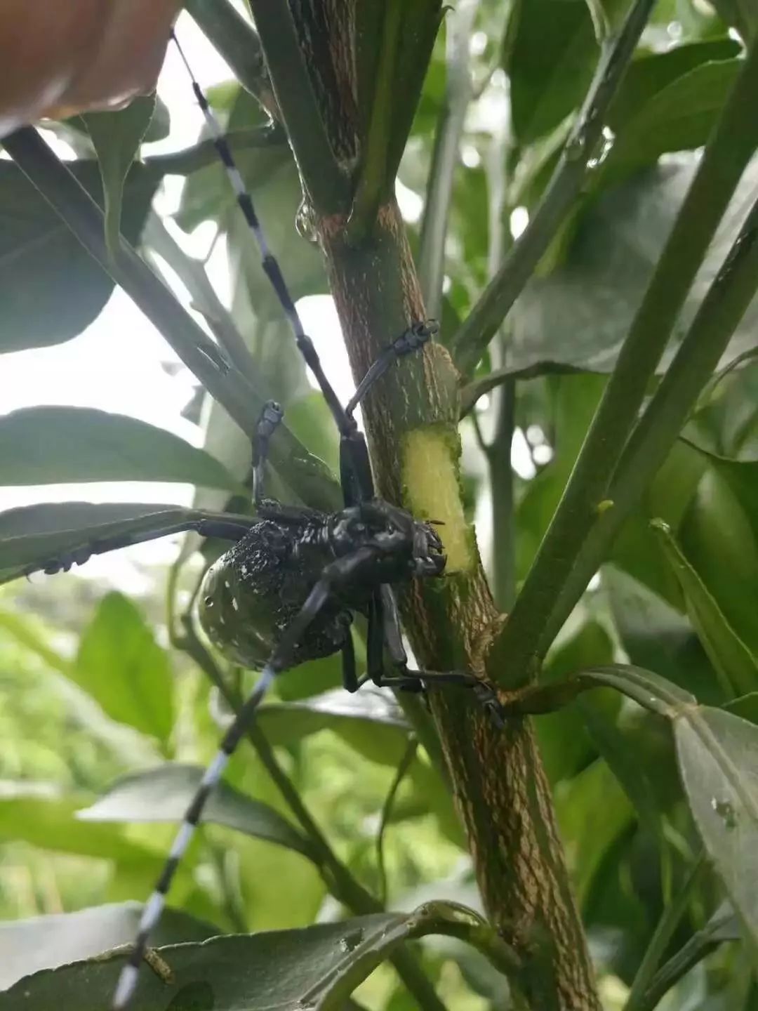 赶紧收藏进入柑橘幼果膨大期高发虫害图鉴及防治方法奉上
