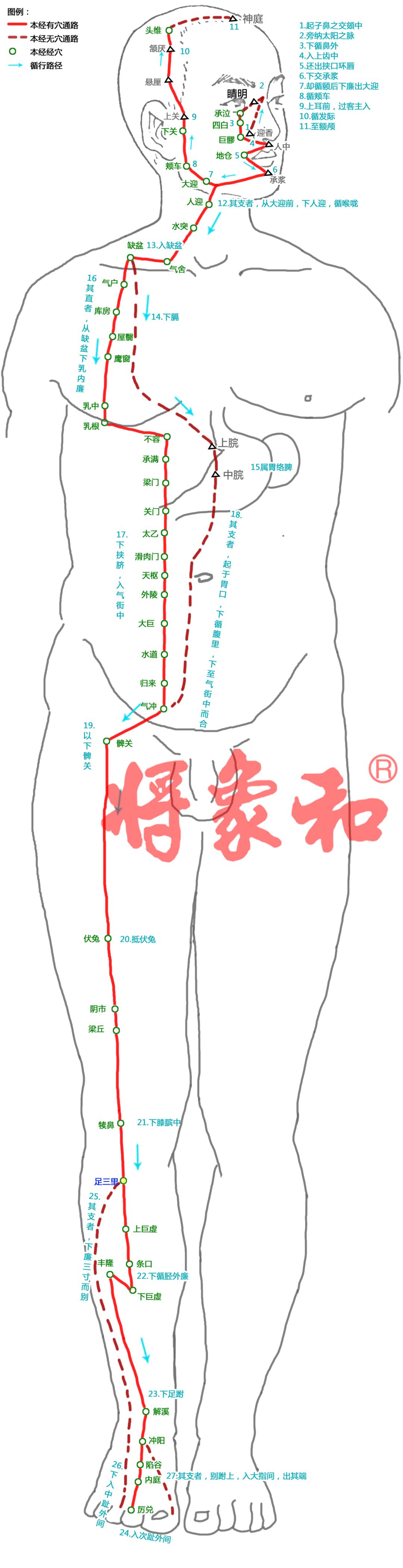 小腿胃经位置图图片