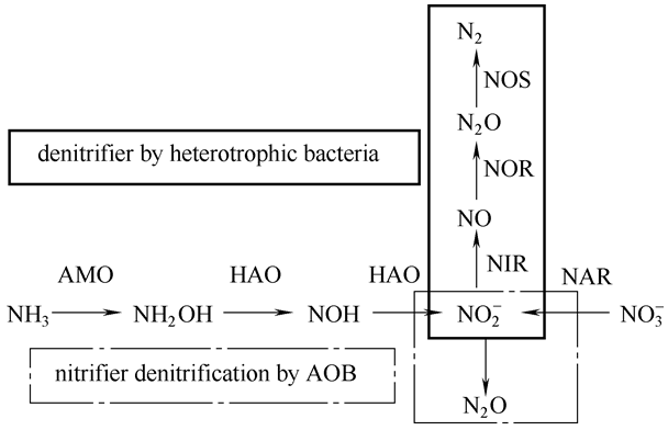 n2o 的产生途径amo—氨单加氧酶;hao—羟胺氧化还原酶;nar—硝酸盐