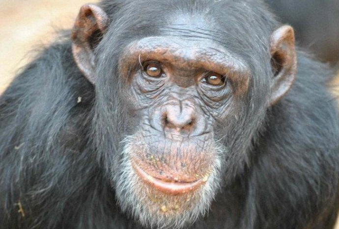 50年前,被人类送上太空的黑猩猩,它现在过的怎么样了?_哈姆