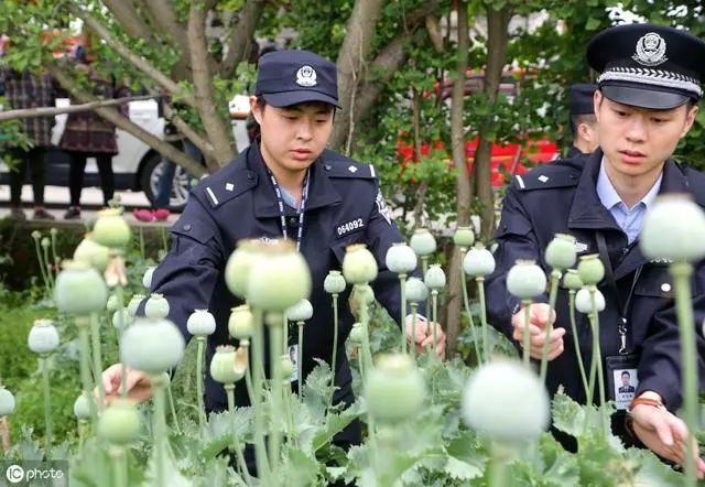 毒品危害人类罂粟籽却可以榨油抵制毒品先要了解它的历史