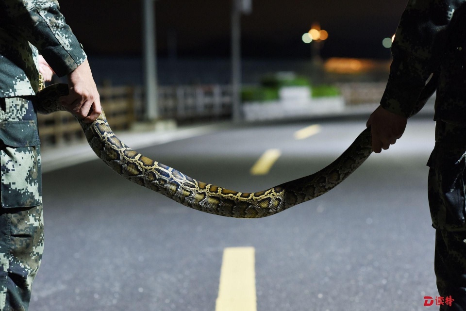 2米长蟒蛇也偷渡深圳武警一举抓获顺利遣返