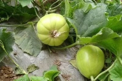 傻瓜是什么瓜这个词是怎么来的