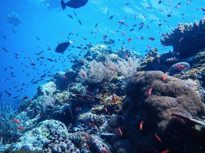 异常丰富的珊瑚礁和海底生物,海龟,鲨鱼处处可