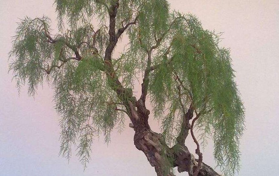 封丘美文桑树柳作者李影塘