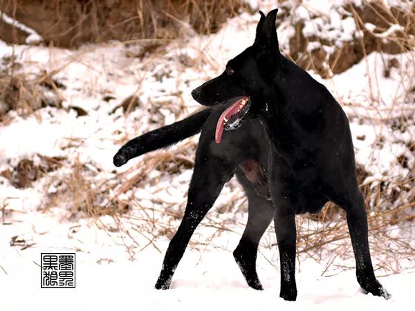 一个非常有争议性的犬种墨界黑狼犬