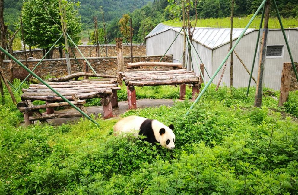 熊猫基地新园区图片