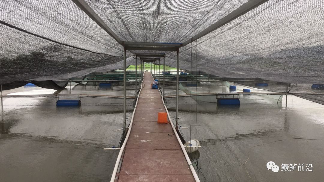 实战分享:池塘网箱 饲料养殖鳜鱼,技术关键点都在这了!