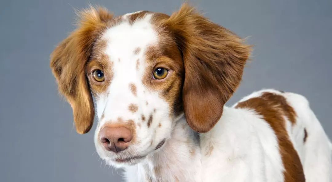 美国养犬俱乐部(akc)注册时使用的是布列塔尼猎犬(brittany spaniel)