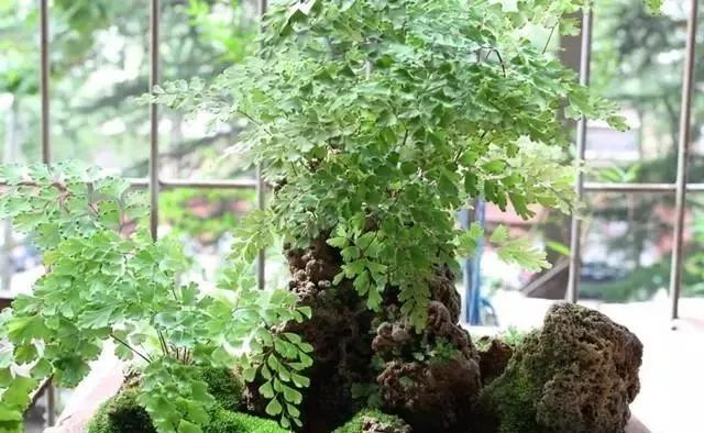 上水石上种这几种绿植好看好养又别致!