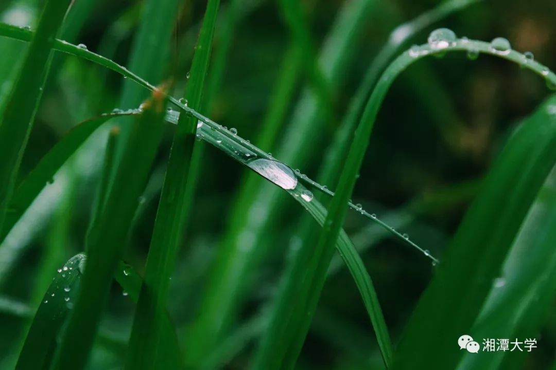 叶叶心心舒卷有馀清骤雨初歇,鱼儿也浮出水面呼吸清新的空气.