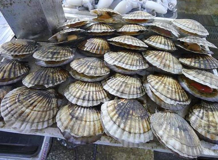 獐子岛扇贝跑了不要怕这里的扇贝在丰收比水果还便宜快来吃