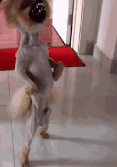 博美被剃毛之后,竟然对着主人叉腰大骂?