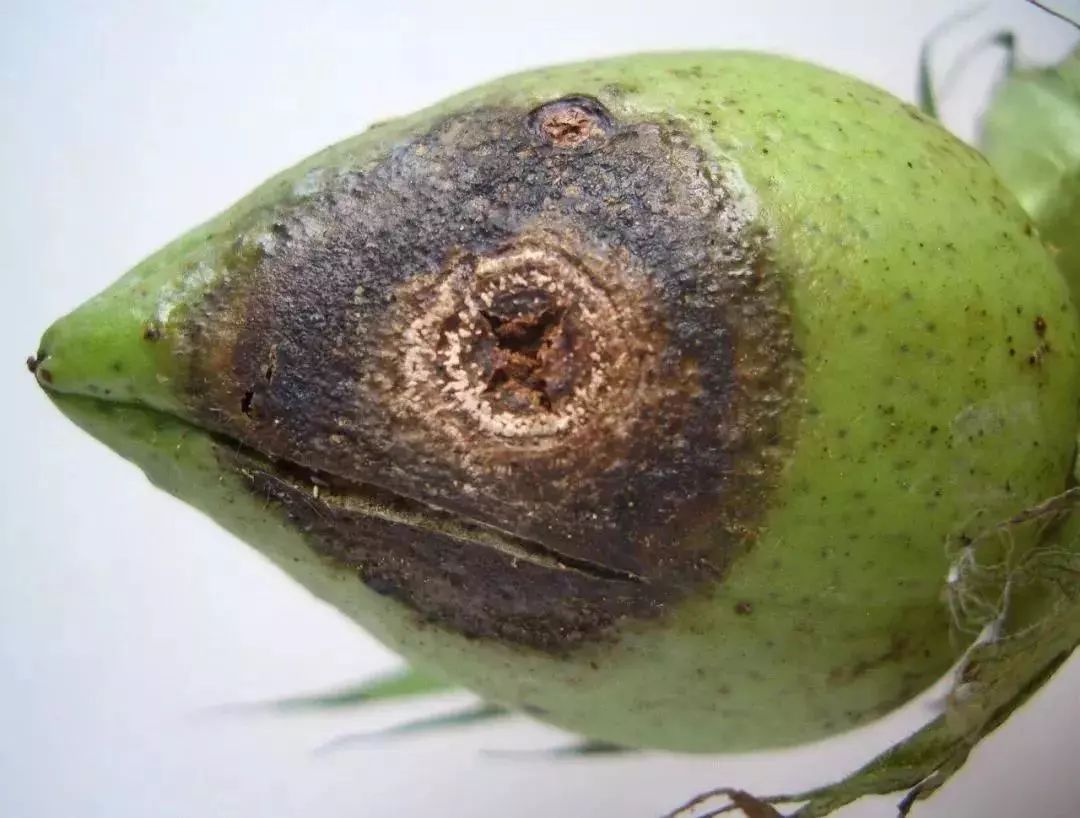 果实裂果裂纹原因总算找全了今年一定要注意