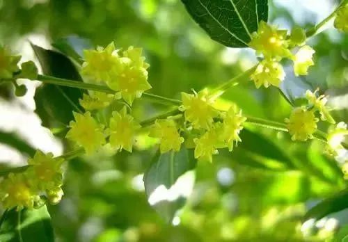 枣树花期管理:做好这6点,红枣结满枝