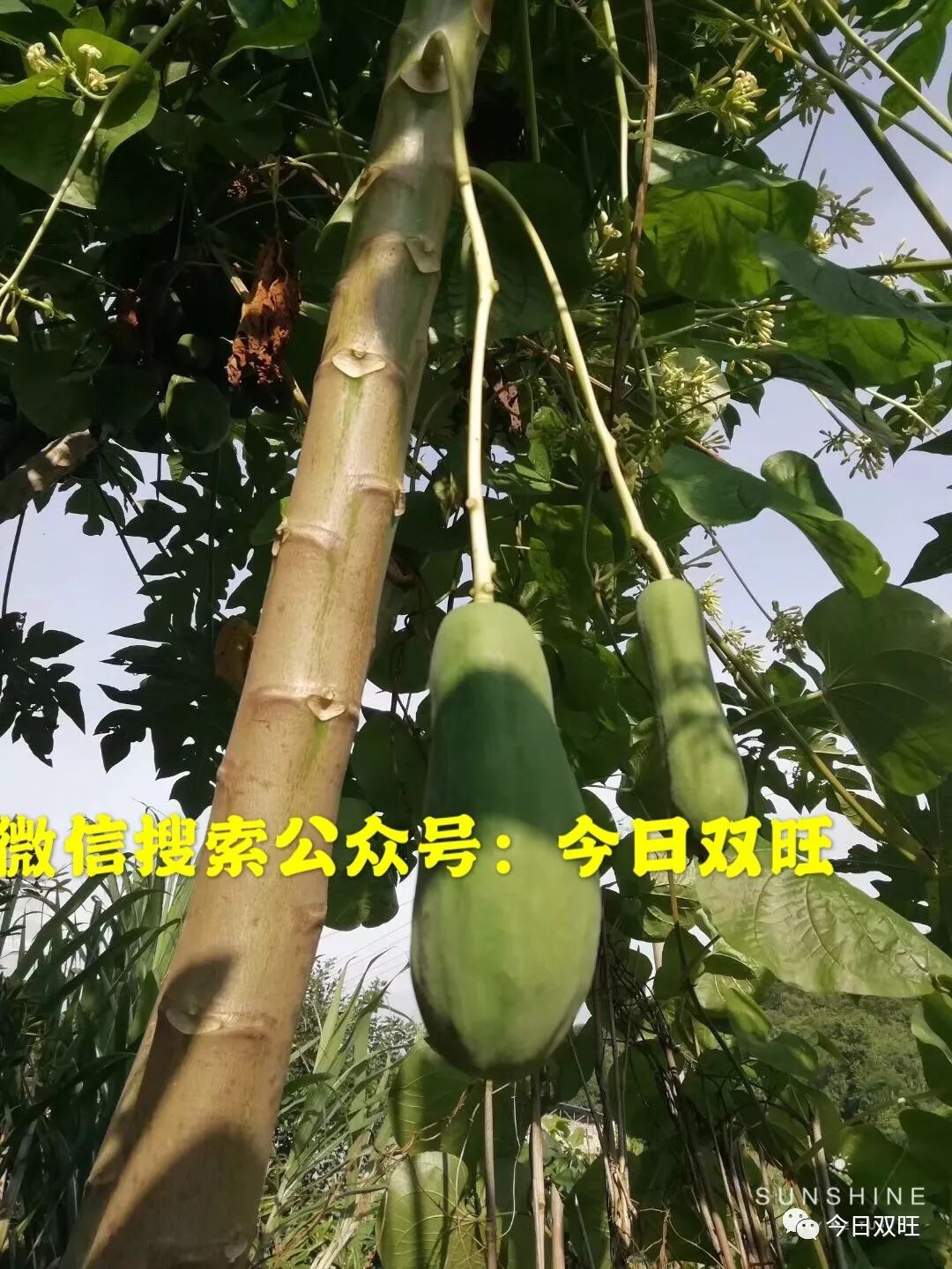 博白网友们木瓜树还分公母公木瓜树你见过吗