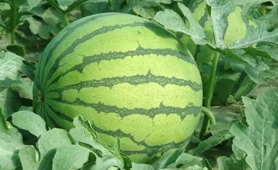 夏邑西瓜正在大量上市,陈年谣言却又开始~广大网友擦亮双眼,不要盲目