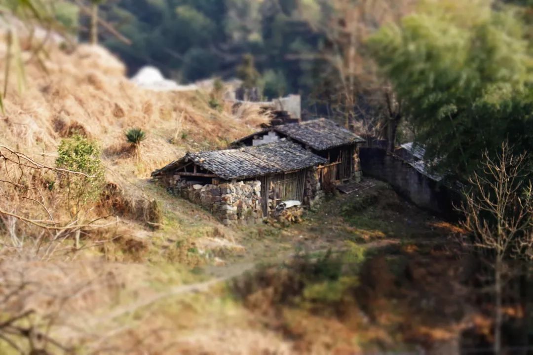 小满二候靡草死从自然的一草一木中感悟生命的珍重