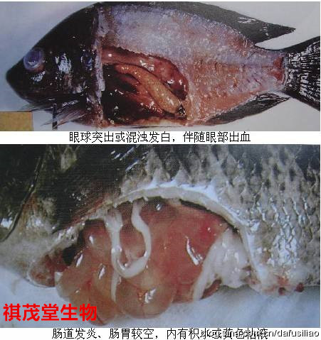罗非鱼水霉病图片图片