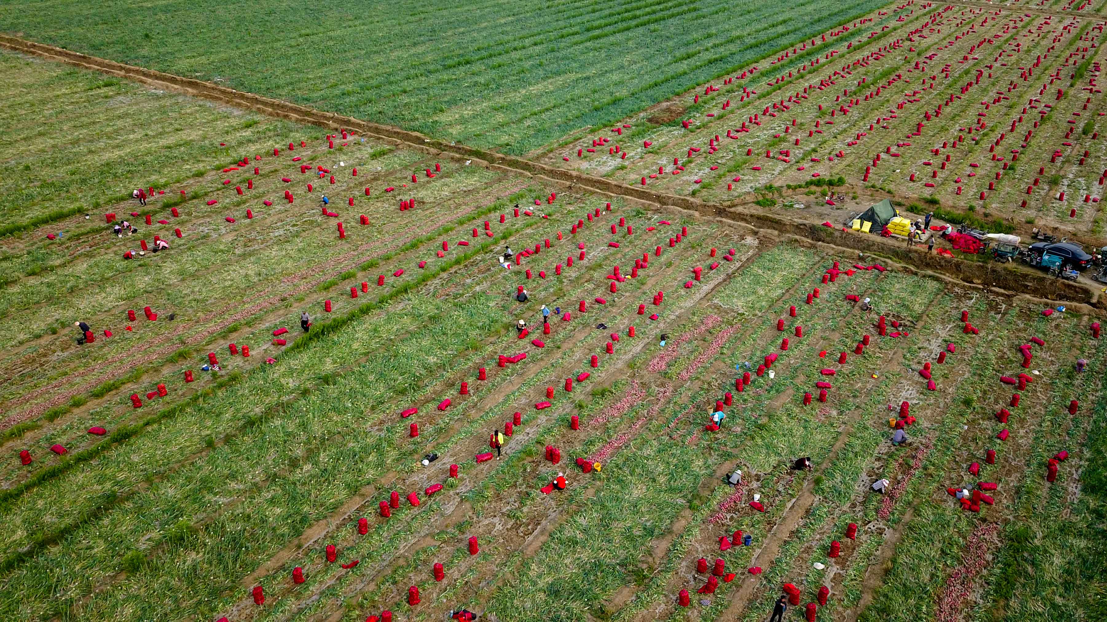 近日,山东省济宁市嘉祥县种植的圆葱进入收获季,田间地头一片繁忙