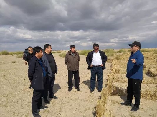 巴树桓一行深入新左旗吉布胡郎图苏木调研呼伦湖生态综合治理工作