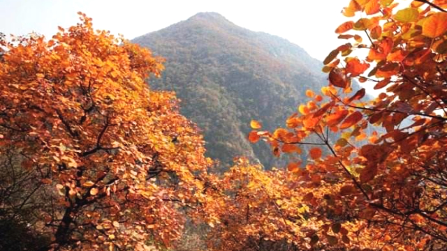 灵寿秋山观秋峰云海赏五瀑飞红