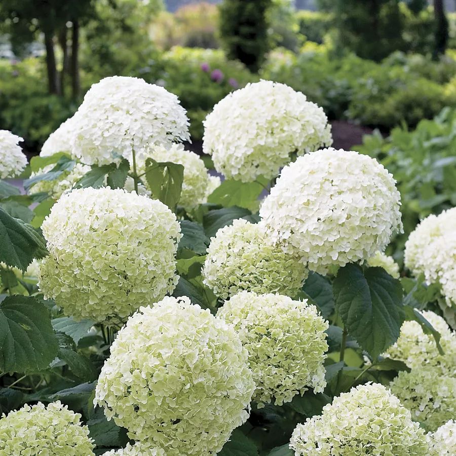 30多块包邮的绣球1年大苗只卖两天