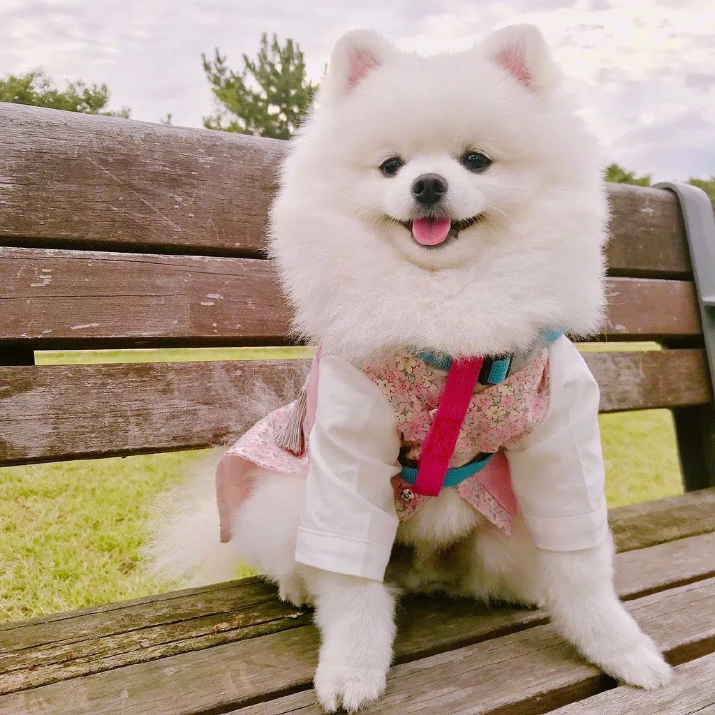 美丽的狗狗hong像奶油冰淇淋一样