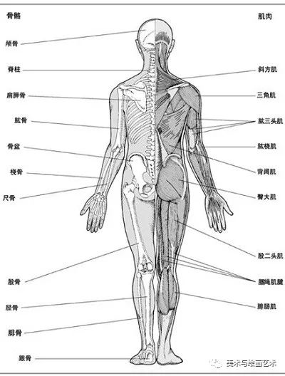 为什么画画首先要画人体素描,一人简说