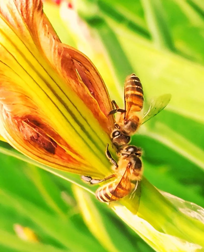 美图分享丨手机摄影佳片有约第769期