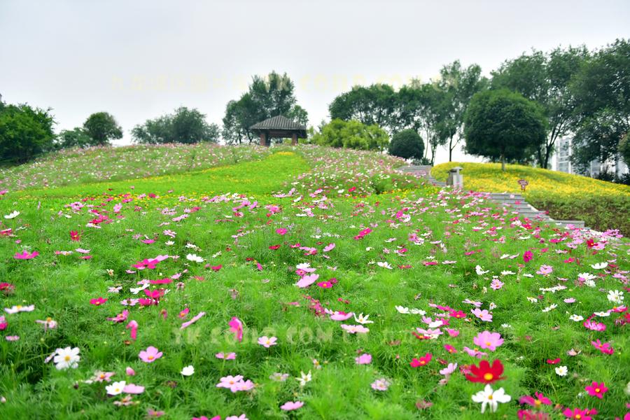 重庆华岩镇再添打卡圣地 1.2万平方花海夏日争艳