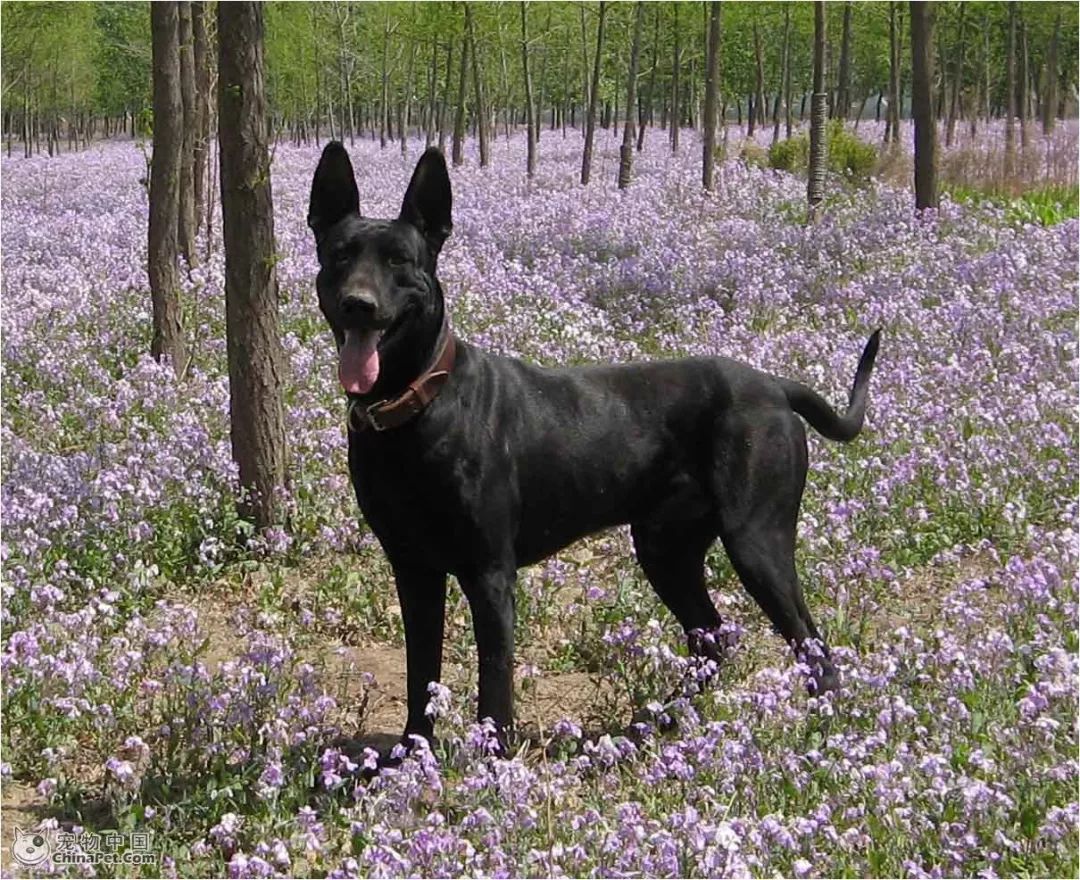 一个非常有争议性的犬种——墨界黑狼犬