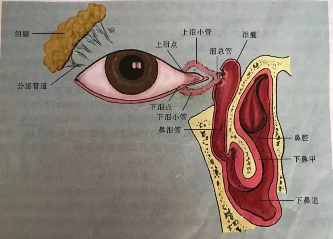 内眦角泪囊部在哪里图片