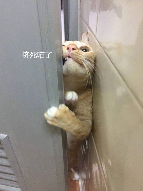 兽医小明看见猫咪这表情,也是被逗乐了,这求知欲也太强了吧,不知道的