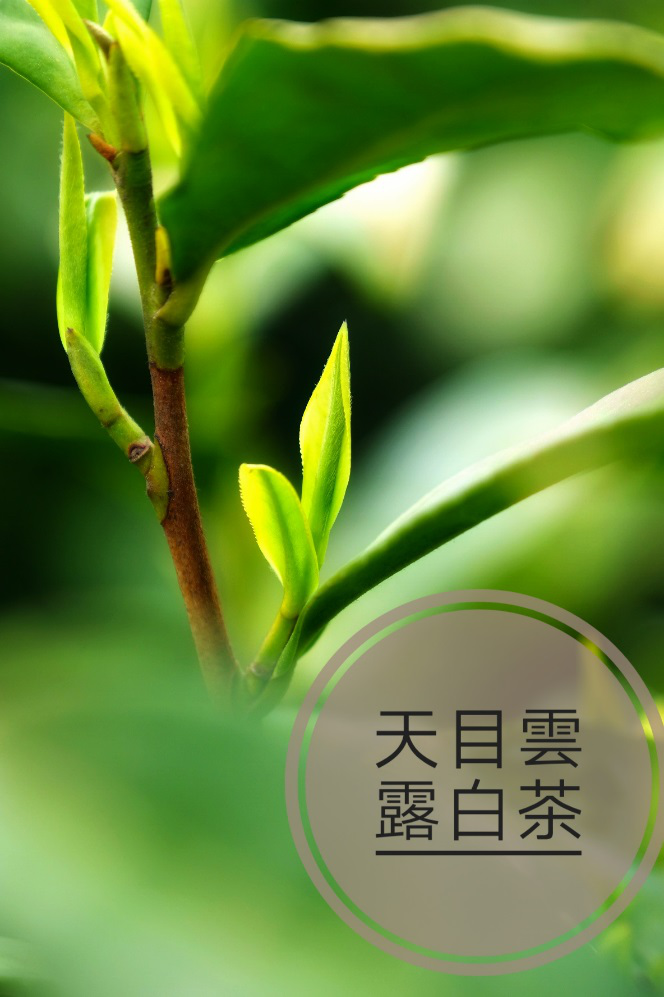 不仅仅是天目云露葛联敏与他的茶经美学