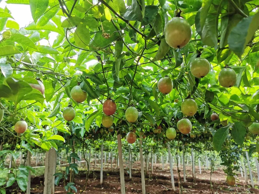 百花果树图片大全图片