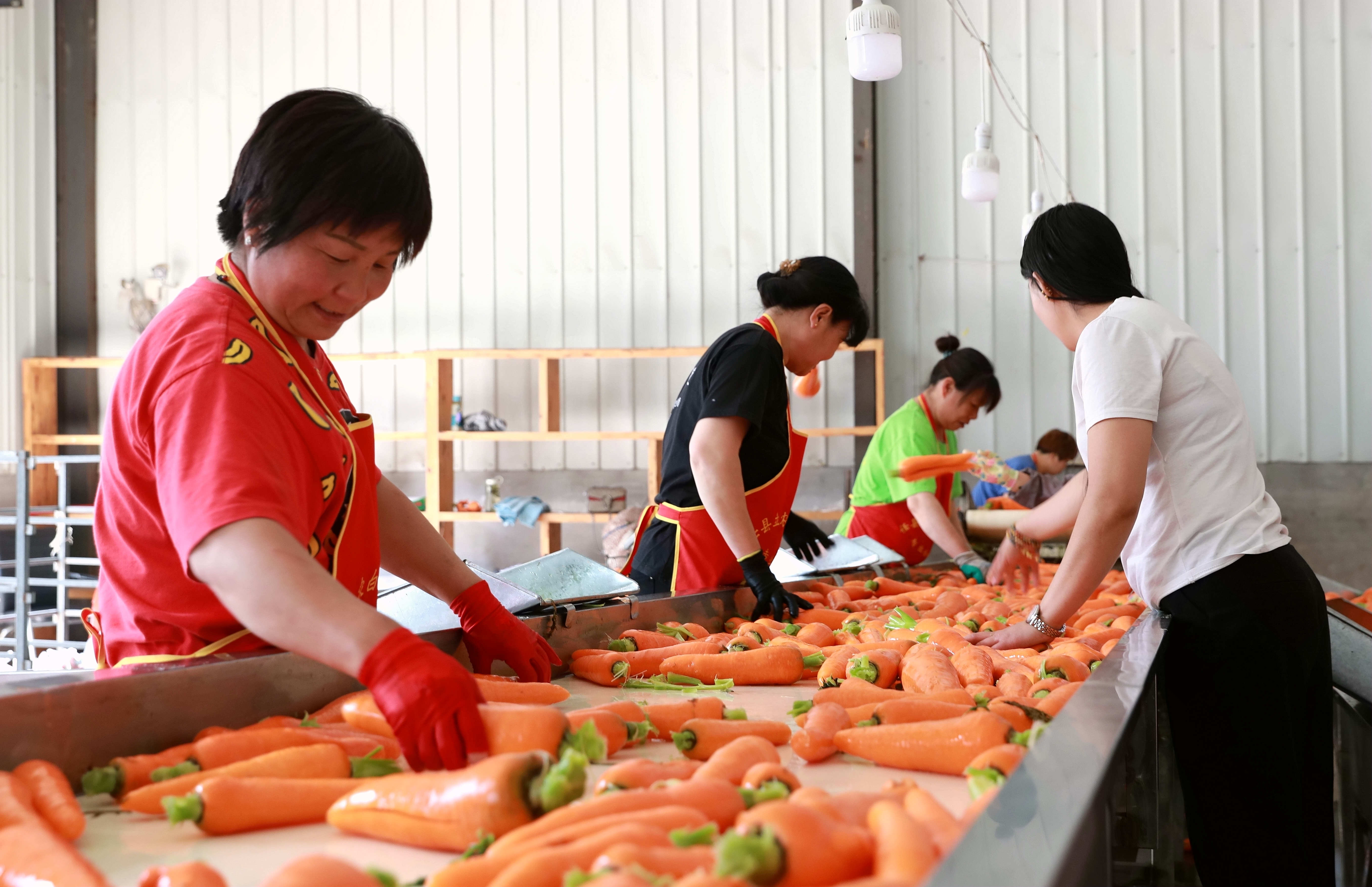 河北任縣:胡蘿蔔種植促增收_邢臺