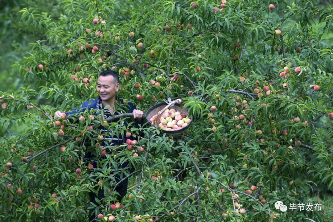 黔西县:千亩桃子熟正是采摘时