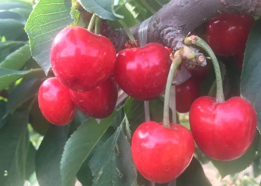 汁水从薄皮中迸出让你的味蕾溢满了快乐樱桃的含铁量比苹果高20-30倍